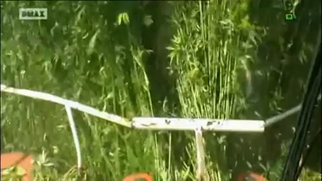 Así se hace! Cáñamo: regulador de humedad y temperatura. смотреть онлайн