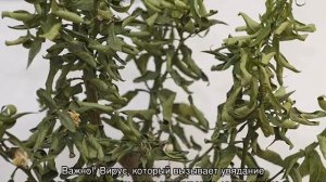 Почему у розы скручиваются листья и сохнут