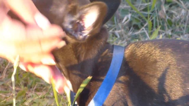 Французский бульдог Хитмэн- 1,5месяца. смотреть онлайн