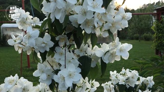 Садовый жасмин. Стихотворение - воспоминание о маме. Красивые стихи под музыку. смотреть онлайн