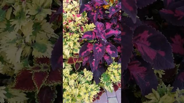 Микс из колеусов в 28 литрах. смотреть онлайн