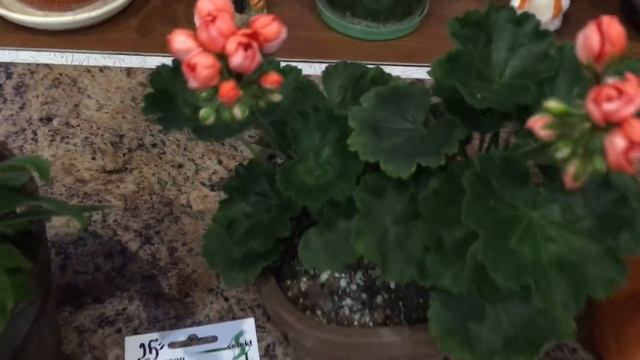 ?Цветущие пеларгонии, гелиотроп и не только...? смотреть онлайн