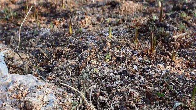 Уход за тюльпанами весной смотреть онлайн