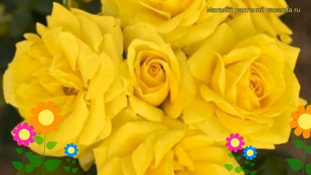 Роза флорибунда Карте д Ор. Краткий обзор, описание характеристик, где купить саженцы Carte d'Or смотреть онлайн