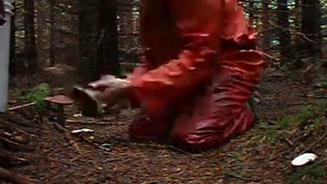 Red-top boletus mushroom harvesting смотреть онлайн