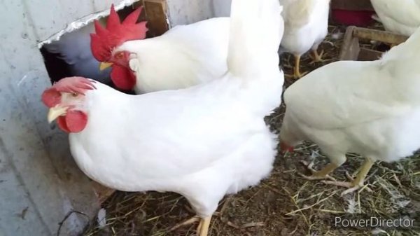 Когда Молодки Начинают Нести Яйцо?Леггорн от Яйца до Яйца// Куры Несушки