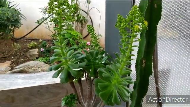 ЭОНИУМ ?Цветет !! Aeonium Arboreum Blooming!