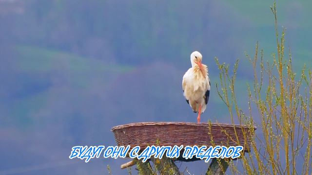 Евгений Долич - Небо (Реквием) смотреть онлайн