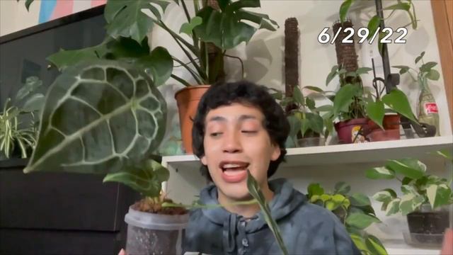 ALL of My Self Watering Plants 2023 UPDATE ♡ NO DRAINAGE Plant Collection! смотреть онлайн