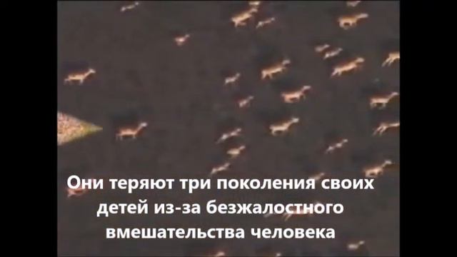 Буктрейлер по книге Чингиза Айтматова "Плаха" смотреть онлайн