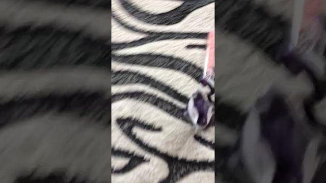 ТАКИ СВАРИЛА ЗЕЛЬЕ ЛЮБВИ??!! КАК ЭТО????!!!??? смотреть онлайн