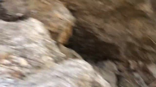 🐶«ЙОРКШИРСКИЙ ТЕРЬЕР НА МОРЕ»🐶день 7–«ГОРНАЯ ТРОПА И НАБЕРЕЖНАЯ В СУДАКЕ-встреча с лисой»🐶Крым/Суда смотреть онлайн