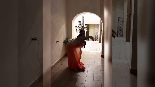 Восточные танцы, Уфа. День рождения, 2020 смотреть онлайн