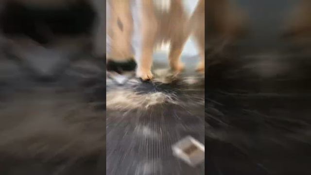 Тримминг для Бена 🐶 смотреть онлайн