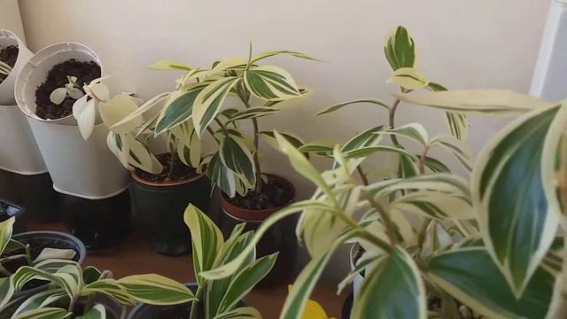 Monstera Adansonii Variegata Archipelago Del 2av 2. Här gör jag ett svep i plants studion смотреть онлайн