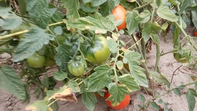 Огород БЕЗ ПОЛИВА! Что Можно ВЫРАСТИТЬ. Обзор грядок. смотреть онлайн