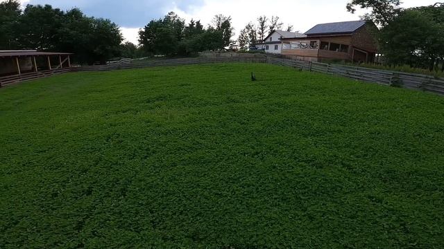 ЕЩЕ 4 ТЕПЛИЦЫ ДЛЯ БИЗНЕСА ! НИМФЕИ РАСТУТ ! БАМБУК ПРОПАЛ ! [Жизнь в деревне] смотреть онлайн