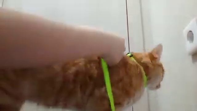 как одеть на кота шлейку смотреть онлайн