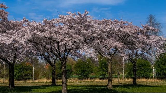 Blossom trees in Hoofddorp The Netherlands 2022 смотреть онлайн