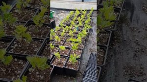 Крыжовник из черенков, Секреты которые ещё нужно открыть... Черенкование просто)