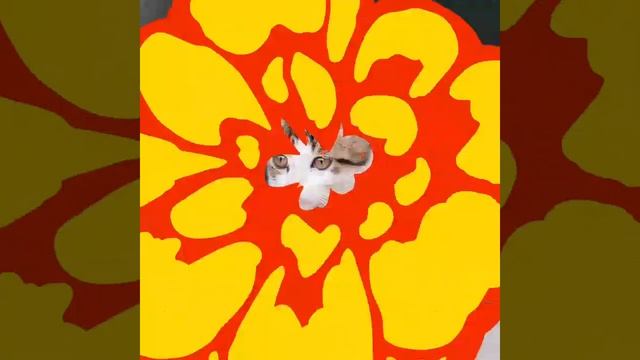 Кошки кошечки кисуни cat коты в новом интро от kinemaster красивые фотки кошек персидские сиамские смотреть онлайн