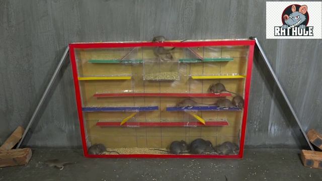 Game Trap Rat 2019 смотреть онлайн