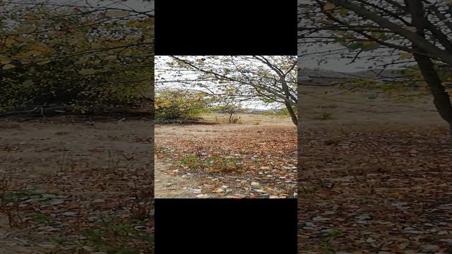 Осень-навоз в огород