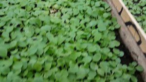 ПЕТУНИЯ из семян. НЕ РАСТЁТ что делать. обзор 2019. видео. почему петуния не растёт. плохо