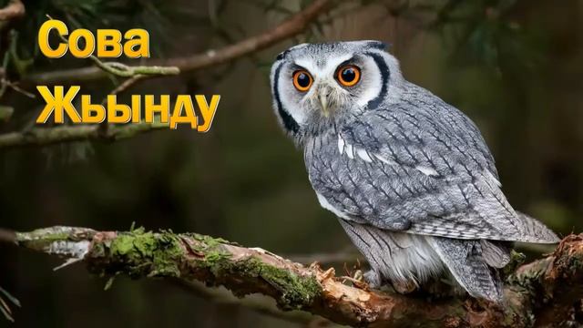Мухамед Коблев-проект "Названия птиц на адыгском языке",часть 2 смотреть онлайн