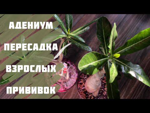 Адениум. Пересадка взрослых прививок смотреть онлайн