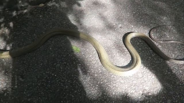 King cobra killed by small python смотреть онлайн