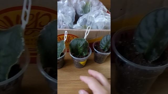 Состояние черенков фиалок после черенкование, укоренение, полив, условия успешного развития.