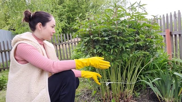 Уход за Пионами Весной/Подкормка пионов/Уход за Садовыми растениями на дачном участке/в деревне