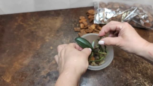 17.06.21.посадка пенька с деткой в кору.