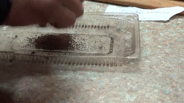 Октябрьское утро Пополнение семенного фонда смотреть онлайн