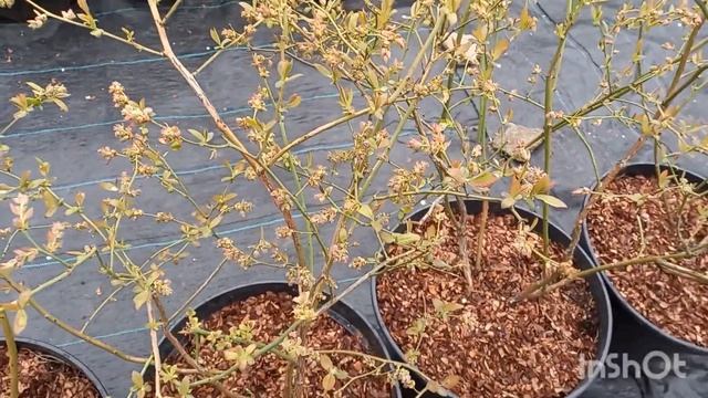 Краснеют листья на голубике, скручивается лист. смотреть онлайн