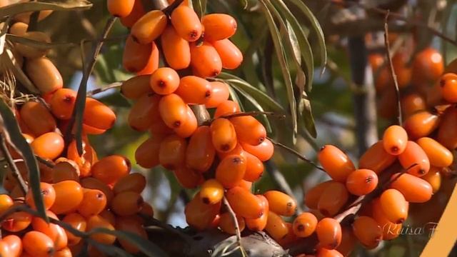 Осень дивная смотреть онлайн