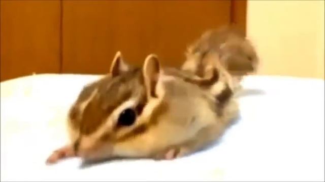 Прикольный бурундук смотреть онлайн