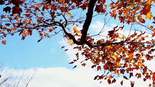 Ты снова осень без камина...; О, жизнь моя, осенний день... - Н. Дудкина смотреть онлайн