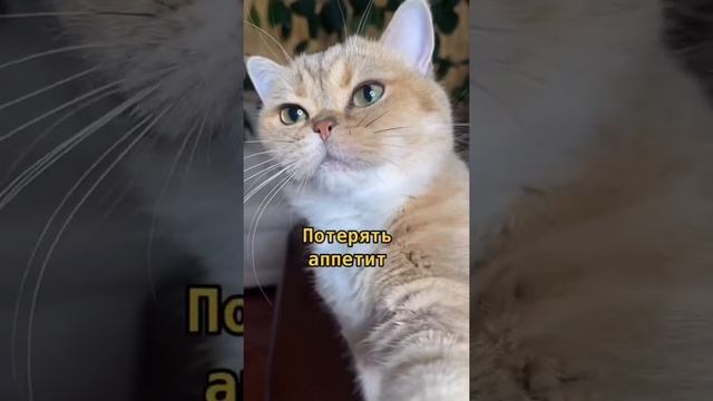 Что будет, если обрезать кошке усы?? #котики #кошки #британскаяшиншилла #кот смотреть онлайн