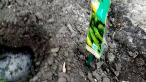 Посев Семян Огурцов «КОНКУРЕНТ» по СПАНБОНД. 19 мая 2020г.