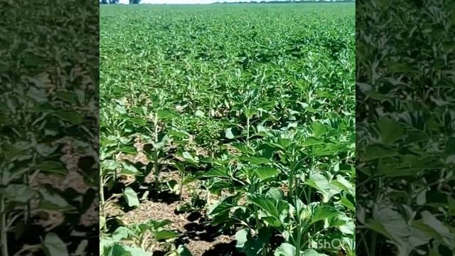 Медосбор 2020. 26 июня. Цветёт акация, жёлтый донник, осот... До подсолнечника 3 недели.