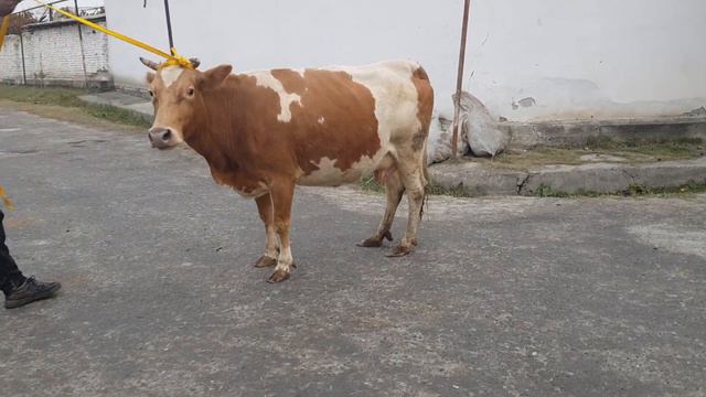 Hujalikdan 2 ta ena bola 3 ta bug'oz sigirlar sotiladi ☎️91-680-28-63, yetkazish be pul. смотреть онлайн