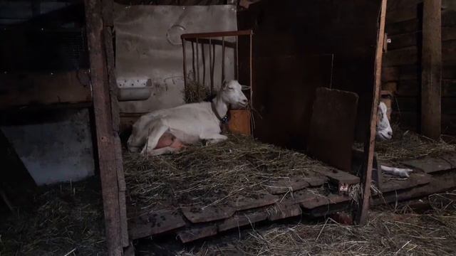 Дела огородные, первые кабачки смотреть онлайн