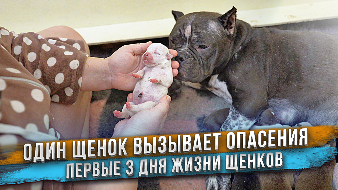 Один щенок не ОК... смотреть онлайн