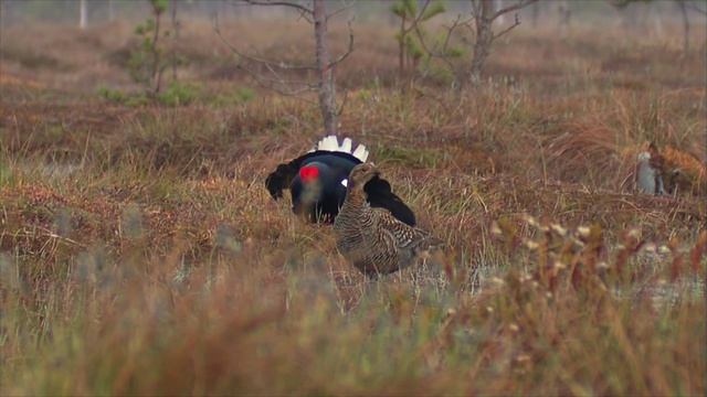 Тетерев. Самки на току. Black Grouse Lek.