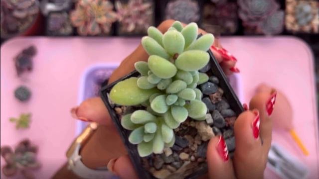 Identificando Suculentas Nuevas En La Colección, Parte II