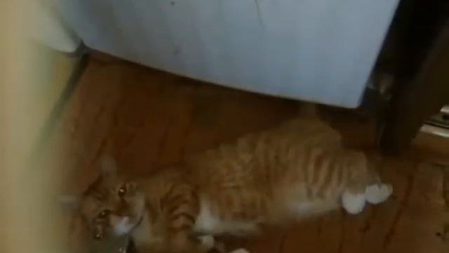 Самые милые фото моего кота смотреть онлайн