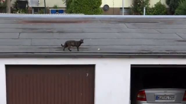 Мои уличные кошки - Германия! Котята 2 смотреть онлайн