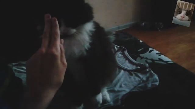 Грустный и милый котейка 😏 :D смотреть онлайн